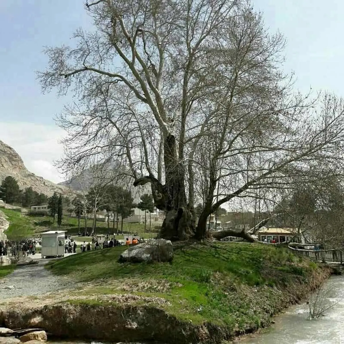  جشن تولد ۶۰۲ سالگی درخت "رحمت" کرمانشاه برگزار می‌شود