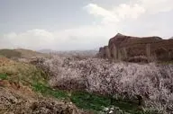 دشت ماهار زنوز؛ جاذبه‌ای چشم‌نواز در آذربایجان شرقی

