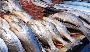 جدیدترین قیمت ماهی در بازار / ماهی قزل آلا در بازار کیلویی چند؟ 