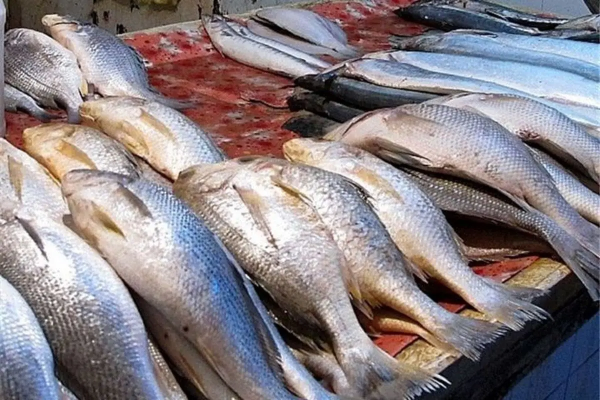 جدیدترین قیمت ماهی در بازار / ماهی قزل آلا در بازار کیلویی چند؟ 