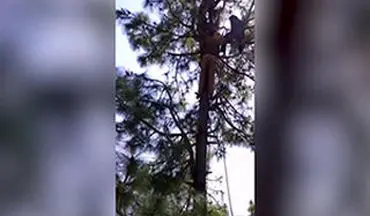 ویدیو/ زنی که از ترس پلنگ دچار برق گرفتگی شد