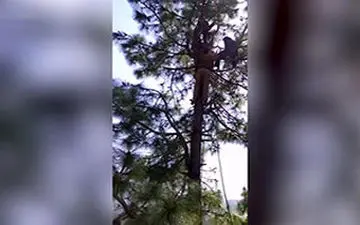 ویدیو/ زنی که از ترس پلنگ دچار برق گرفتگی شد