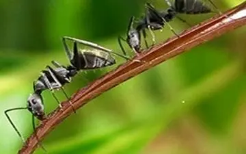  بدون مواد سمی از شر مورچه ها خلاص شوید