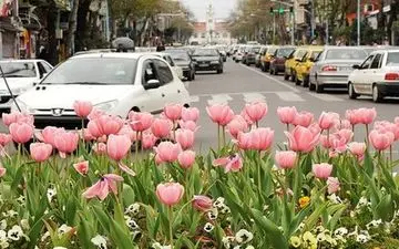 قرارداد تولید گل لاله به نام ارومیه با شرکت هلندی امضا شد 