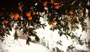 جمع آوری و امحا 115 هزار تن پرتقال یخ زده/ ذخیره شب عید مازاد بر نیاز است