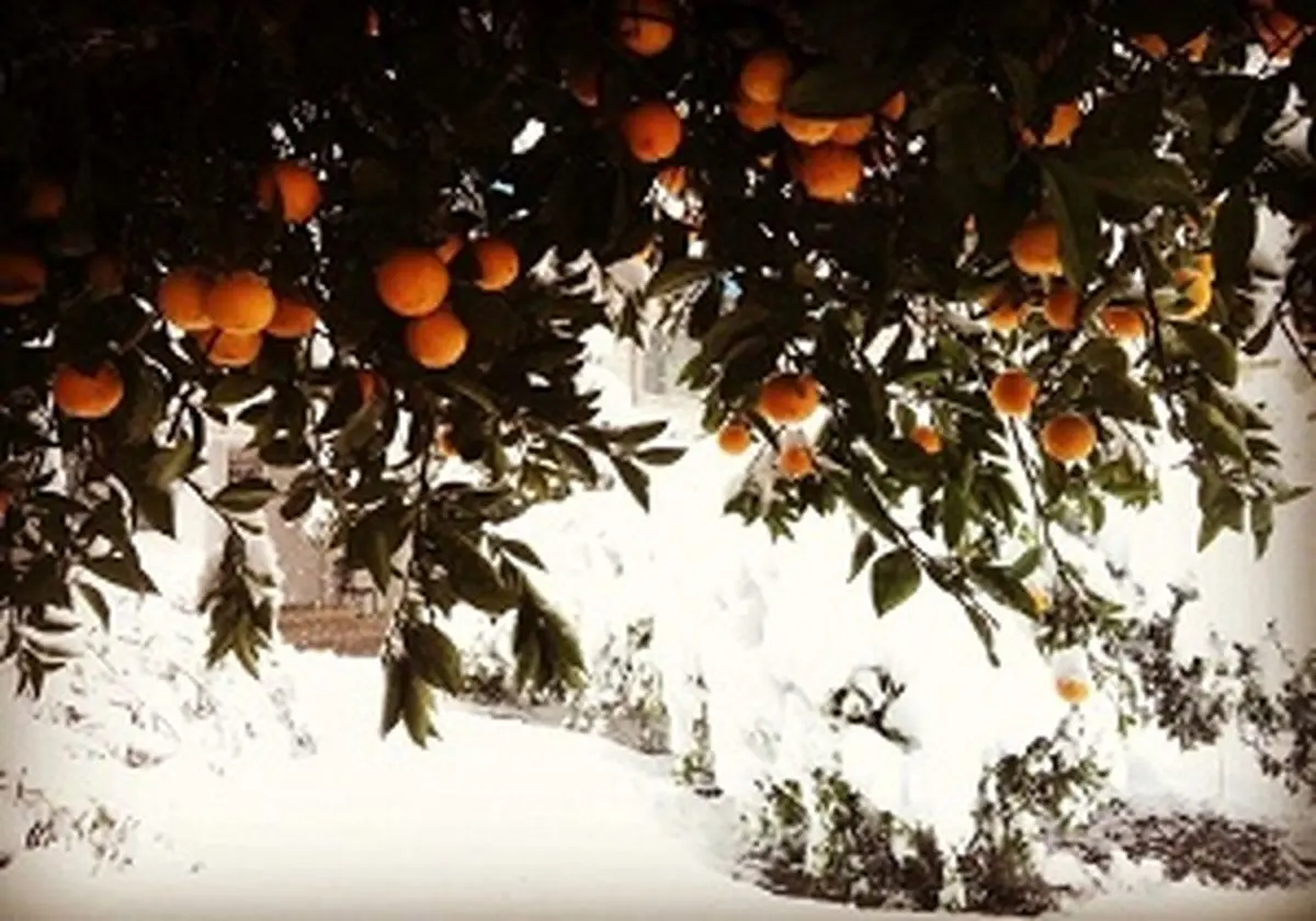 جمع آوری و امحا 115 هزار تن پرتقال یخ زده/ ذخیره شب عید مازاد بر نیاز است