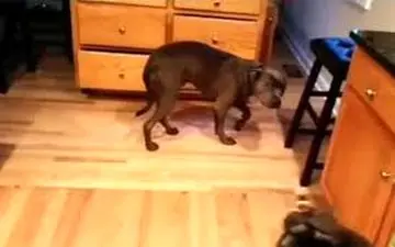 وقتی سگ‌ها هم از اشتباهشان خجالت می‌کشند+فیلم