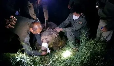عملیات بیهوشی و نجات یک قلاده خرس قهوه ای در کرمانشاه