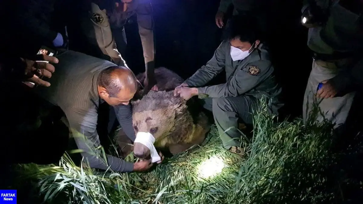 عملیات بیهوشی و نجات یک قلاده خرس قهوه ای در کرمانشاه