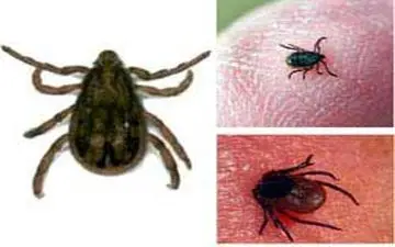 تب کریمه کنگو به تهران رسیده است؟!