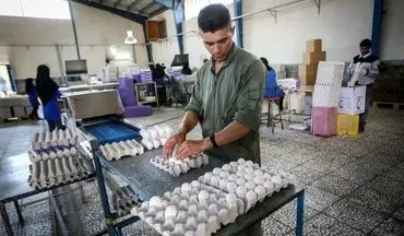 قیمت مرغ افزایش یافت/ یک شانه تخم مرغ چند؟