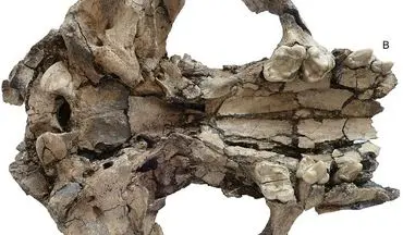 کشف فسیل 6 میلیون ساله در چین 