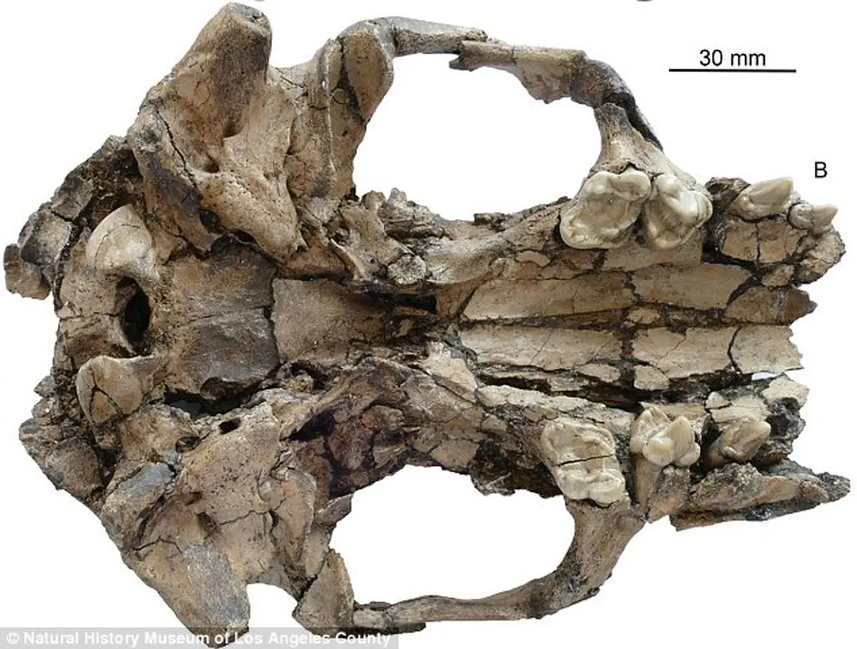 کشف فسیل 6 میلیون ساله در چین 