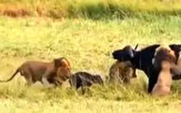 ویدیو/ حمله بی‌رحمانه سه شیر نر به یک بوفالو پس از زایمان