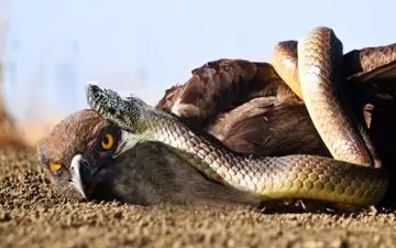 رقص مرگ! راز شگفت‌انگیز پرندگان برای فرار از چنگال مار | فیلم