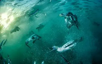  عکس منتخب نشنال جئوگرافیک | شکار مشترک