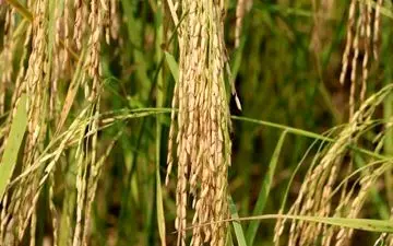 فاز نخست مرکز بین‌المللی تجارت برنج ایران با حضور جهانگیری راه‌اندازی شد‌