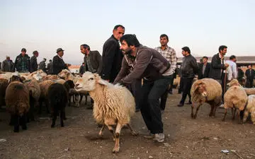 بازار داغ فروش اینترنتی دام/سود دلالی دام چقدر است؟