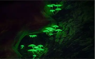  عکس منتخب نشنال جئوگرافیک | چراغانی جنگل