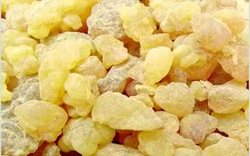 گیاه سقز دارویی مفید برای بیماری کولیت