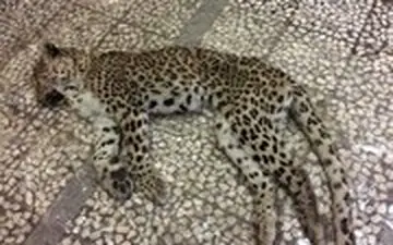  جزییات تازه در مورد مرگ عجیب‌ترین پلنگ جهان