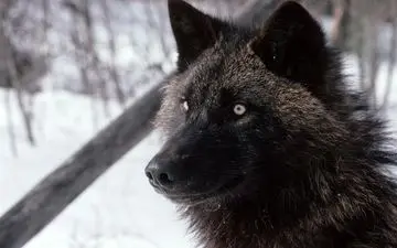 گرگ نر زیگما چه خصوصیاتی دارد؟ | همه چیز درباره گرگ زیگما