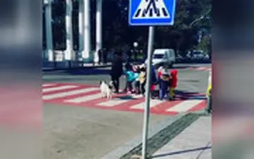 حرکت انسان دوستانه سگ ولگرد