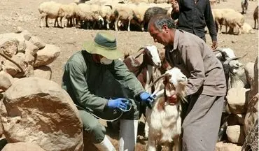  واکسینه دامهای عشایر مستقر در غرب کشور توسط ۱۰ اکیپ عملیاتی
