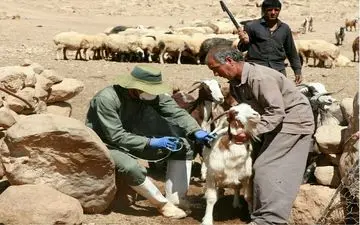  واکسینه دامهای عشایر مستقر در غرب کشور توسط ۱۰ اکیپ عملیاتی