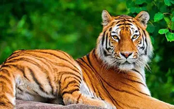 غش کردن یک ببر در سیرک حین اجرای نمایش + فیلم 