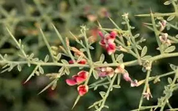 آشنایی با گیاه خار شتر