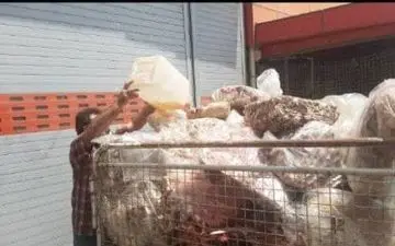 کشف و امحاء بیش از 1 تن گوشت و آلایش دامی غیرقابل مصرف توسط دامپزشکی کرمانشاه