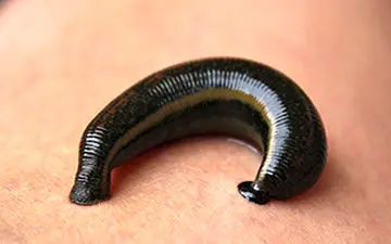  پرورش زالو در دانشگاه کاشان+فیلم