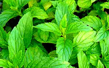 نعناع باعث تسکین علایم بیماری «روده تحریک‌پذیر» می‌شود