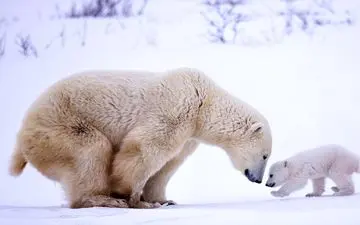  عکس منتخب نشنال جئوگرافیک | مادر و فرزند