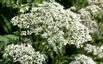 نگهداری از سنبل‌الطیب؛ گیاهی خوش‌بو با خواص دارویی و دفع انرژی منفی