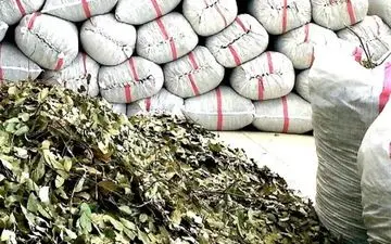 توقیف یک تن کنجد و پودر قهوه از یک انبار