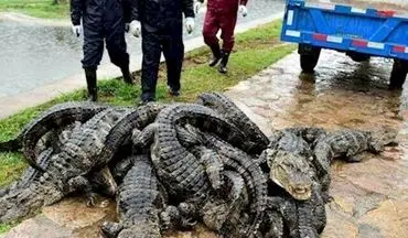 حادثه عجیب رها سازی 13 هزار تمساح در رودخانه 