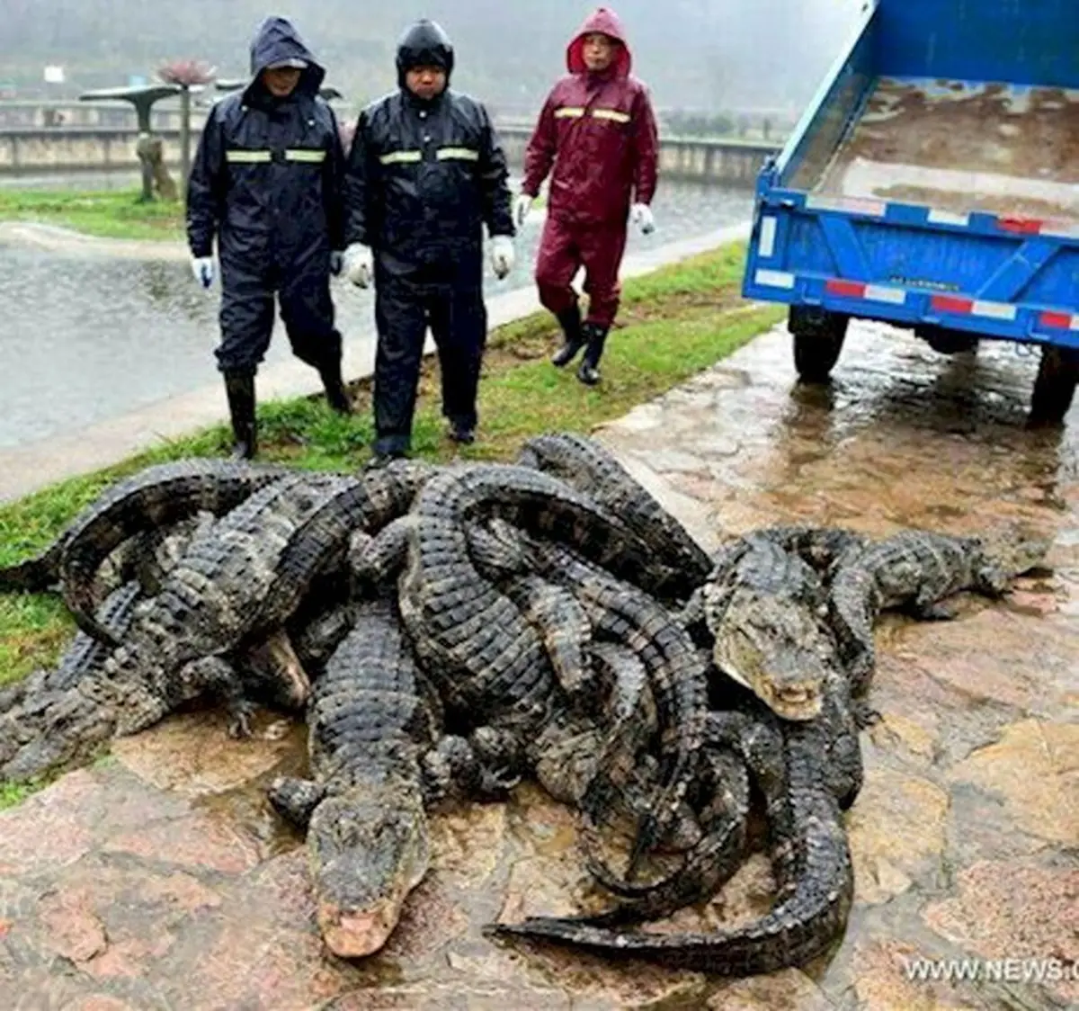 حادثه عجیب رها سازی 13 هزار تمساح در رودخانه 