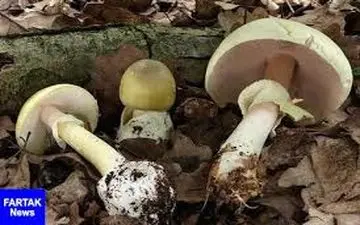 عامل مسومیت‌های قارچی اخیر مشخص شد