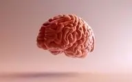 غذاهایی برای تقویت حافظه و هوشیاری ذهن/۶ میوه تقویت کننده حافظه