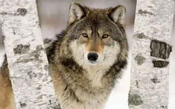 حمله گرگ گرسنه به خانم معلم خلخالی/ معلم از ناحیه "دست، پا و صورت" دچار جراحت شد