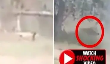 ویدیو/ لحظه حمله مرگبار شیر به مرد جوان هندوستانی!