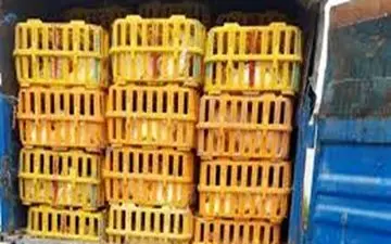 کشف بیش از 3 تن مرغ قاچاق در آستارا