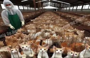 حقیقت عجیب پرورش و مصرف گربه در چین: ویدئویی تکان‌دهنده!