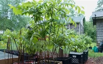 شناخت و راهنمای خرید پربارترین انواع نهال گردوی جهان