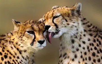  تازه‌ترین اظهارنظر درباره مادر پیروز؛ تشکیک در بارداری ایران 