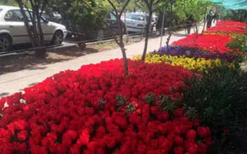 پیاده رویی که به یاد مادر مزین به گل لاله شد