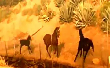 رفتار عاشقانه یک اسب در آتش سوزی‌های کالیفرنیا + فیلم