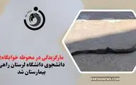 مارگزیدگی در محوطه خوابگاه؛ دانشجوی دانشگاه لرستان راهی بیمارستان شد